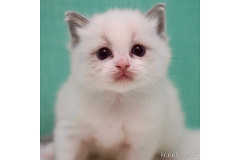 成約済の東京都のラグドール-91209の3枚目